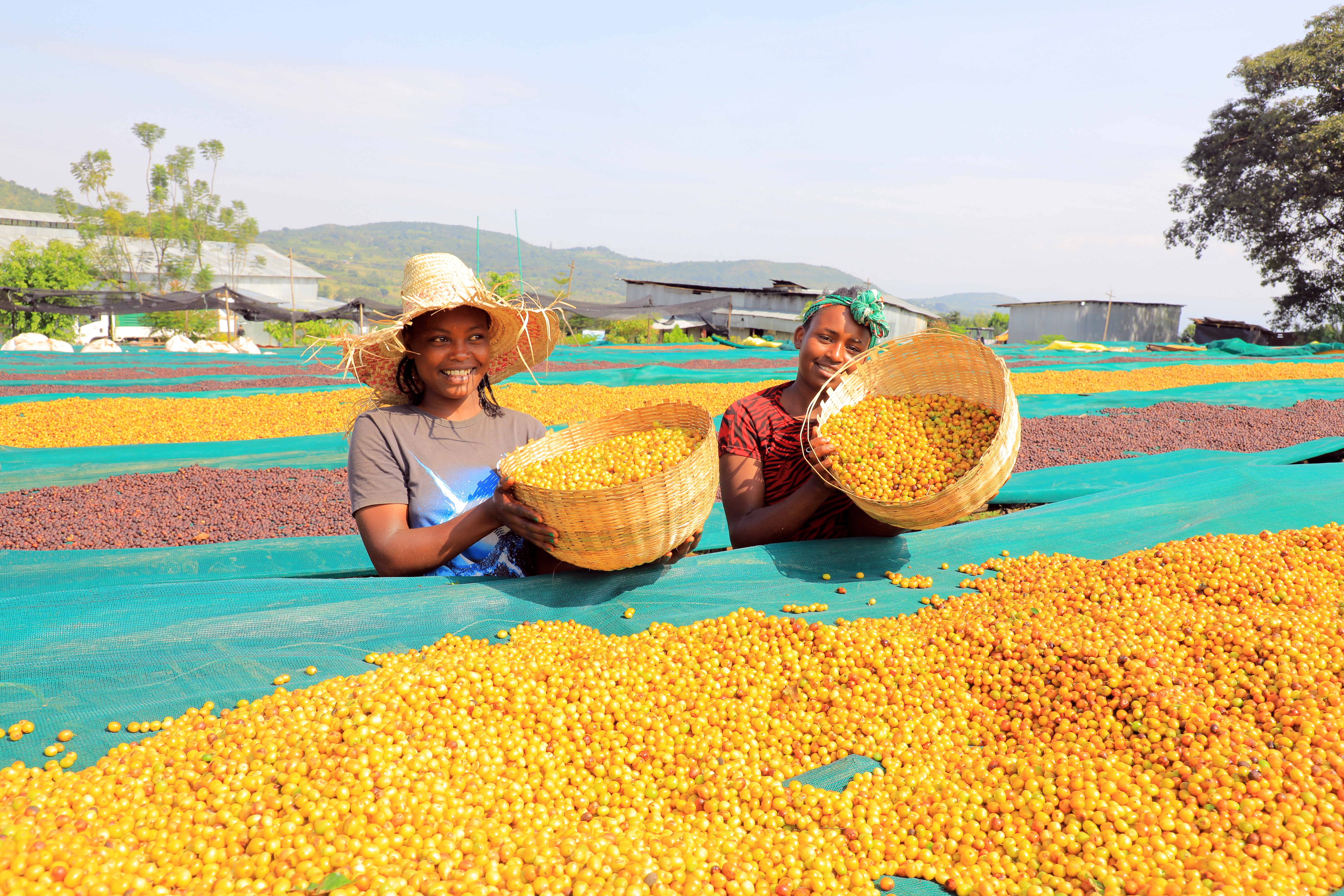 Coffee farmer training
