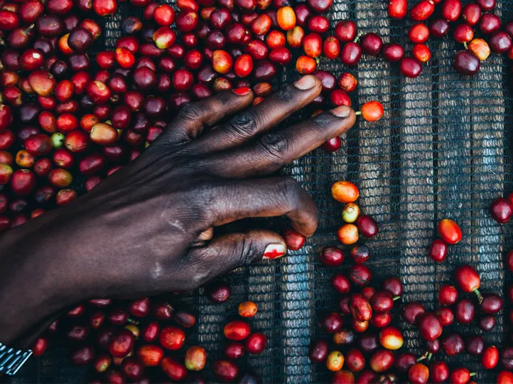 Buna Qela Coffee Community Empowerment