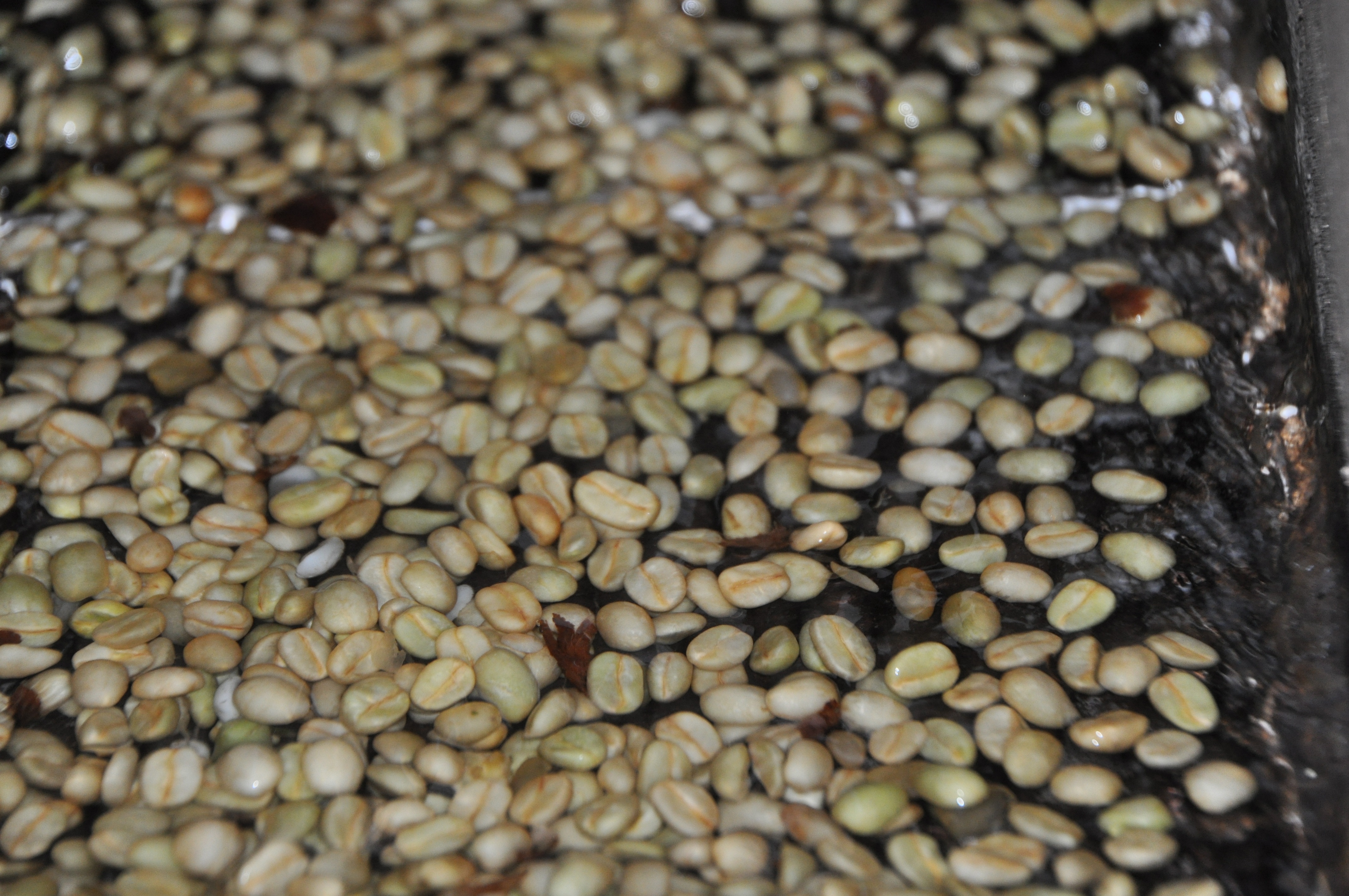 Expansion to Guji and Sidamo