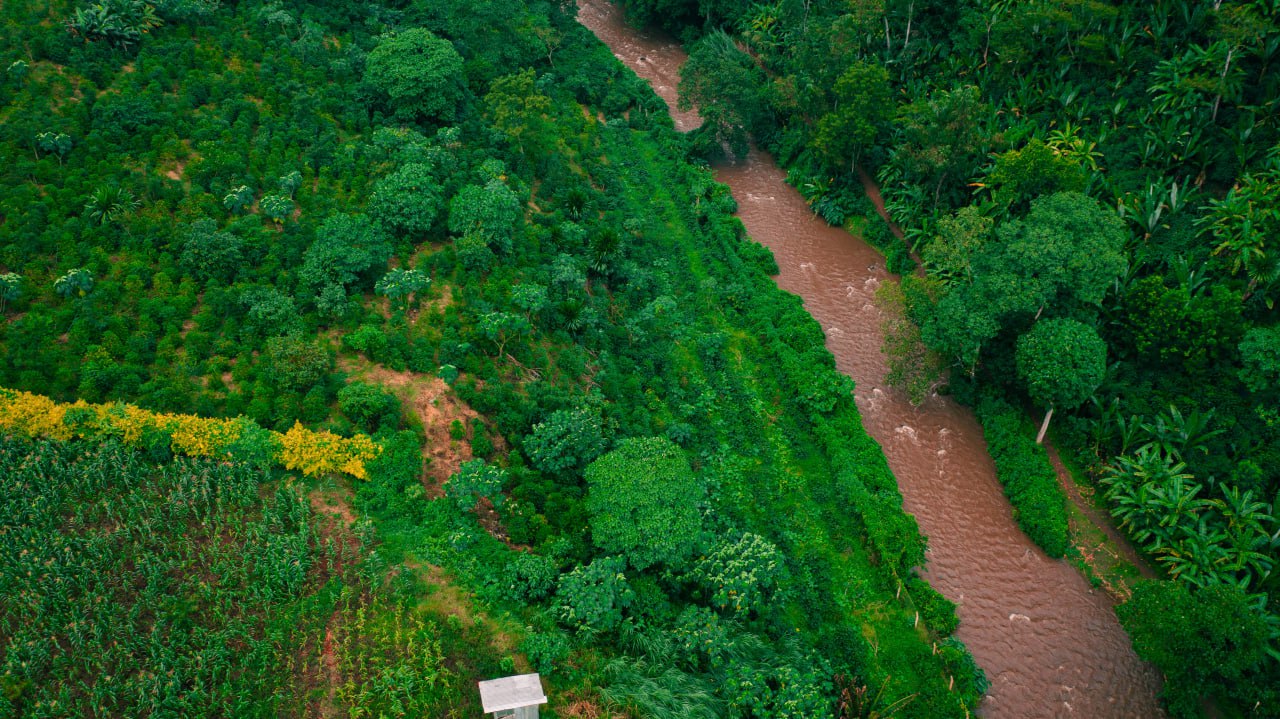 Buna Qela Tree Planting Initiative