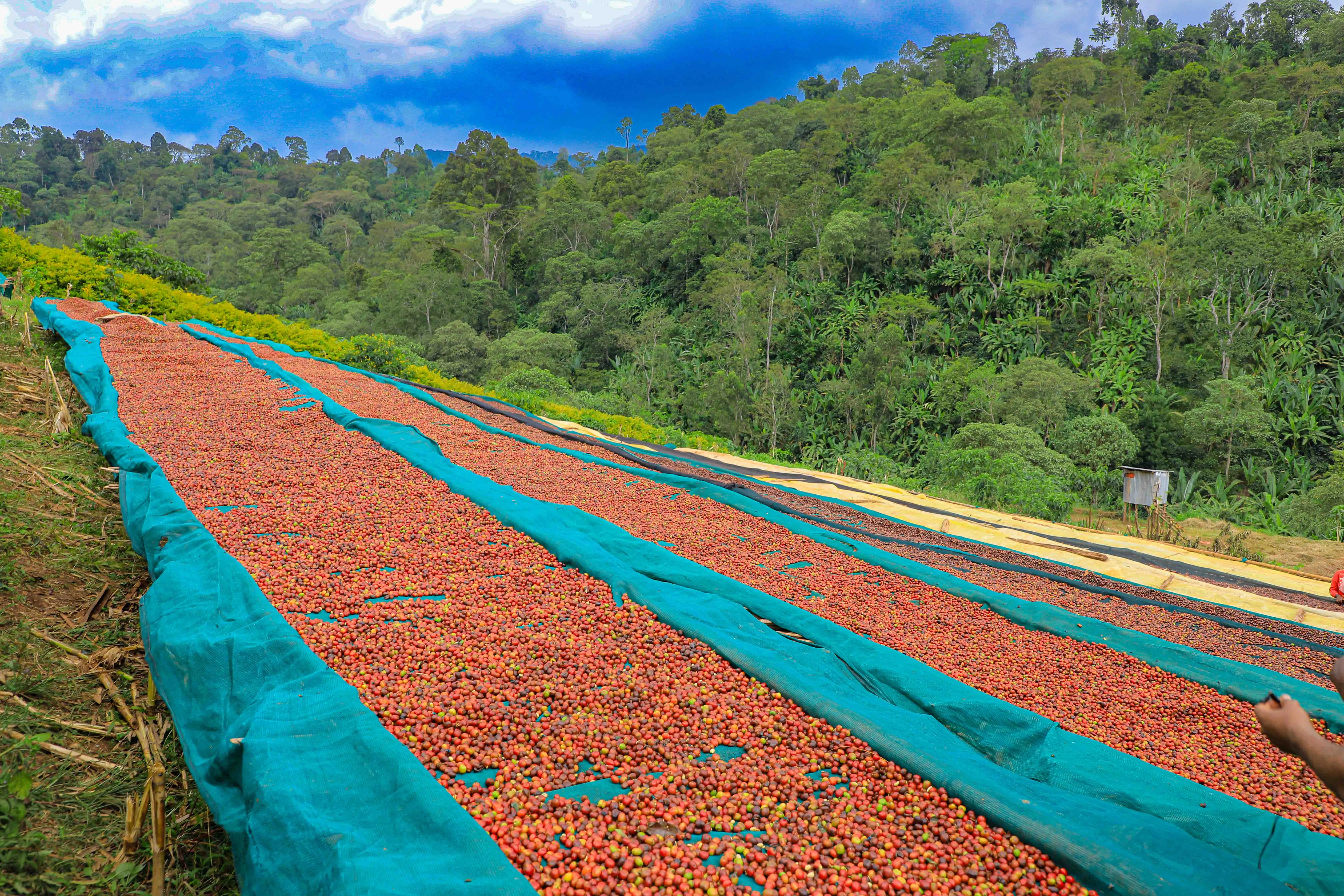 Ethiopian Coffee Season Celebration